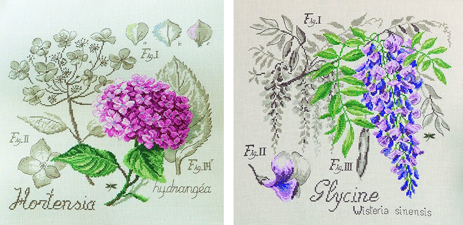 hortensia-et-glycine