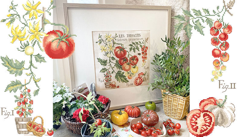 L'étude botanique aux tomates