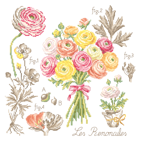 sommaire-renoncules
