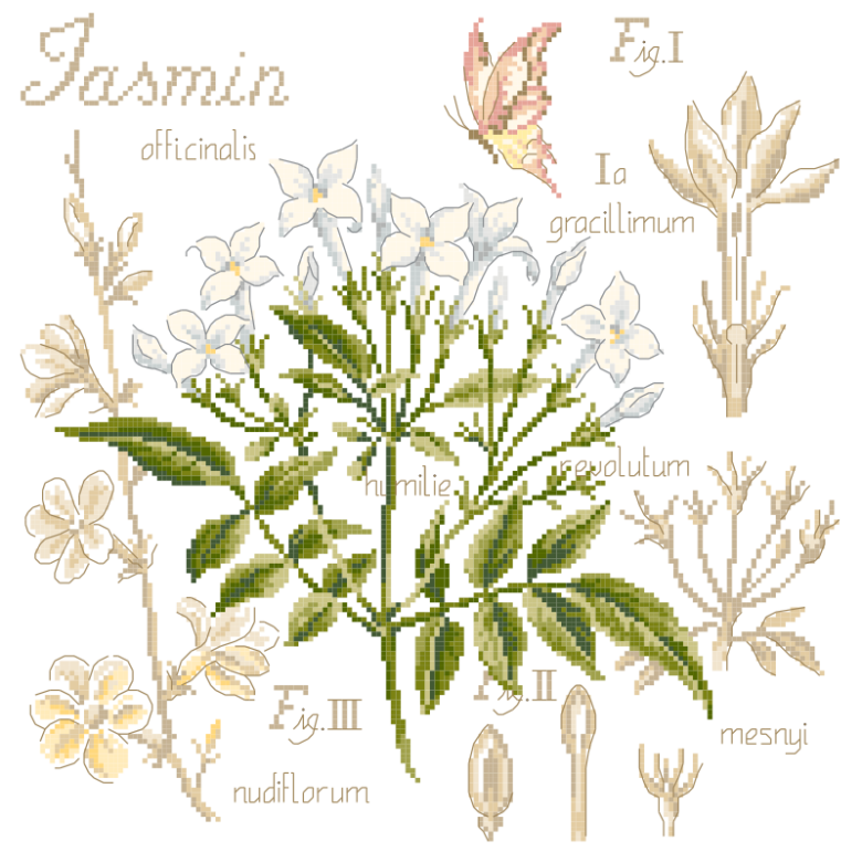 jasmin