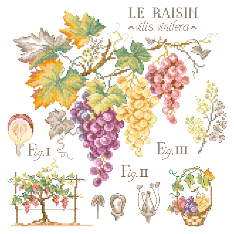 sommaire-raisin